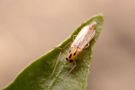 chironomid macro  on green background