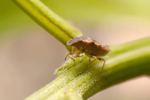 Close up Tessaratoma papillosa on a green background