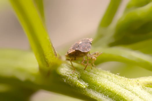 Close up Tessaratoma papillosa on a green background