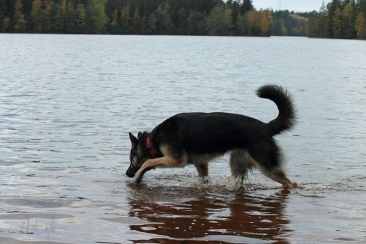 German Shepherd Dog in the lake in the fall. Forest and reflecting surface of water