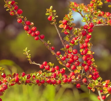 vintage photo of red berries, brown sprig with red berries, autumn color style theme background