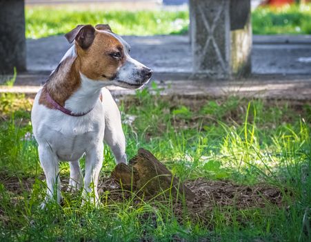 jack russell terrier puppy in the green grass, lovely small size dog, love animal dog concept