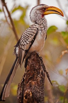 Southern Yellow-billed Hornbill (Tockus leucomelas) photographed in Kruger National Park, South Africa