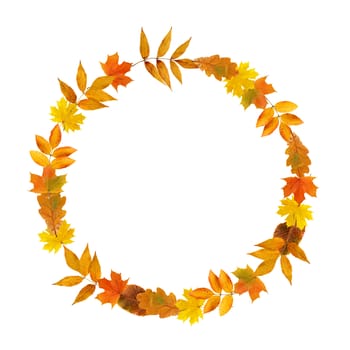 Nice border as ring made from dry maple leaves on white background