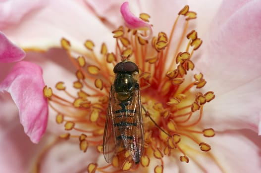 Detail of the syrphid fly on the flower