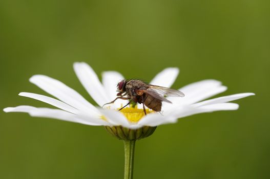 Detail of the fly on the flower