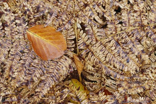 Detail of the dead leaf on a fern