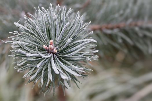 Detail of the hoarfrost on the coniferous twig
