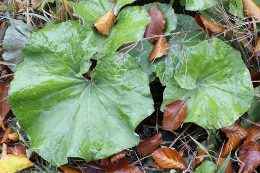 Detail of the green and withered leaves