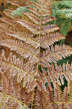 Abstract detail of frozen leaf fern