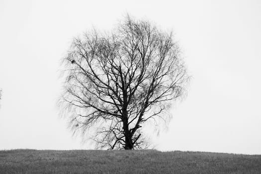 Old Birch tree on hill