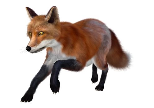 3D digital render of a red fox isolated on white background