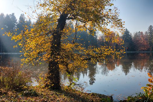 The leafy tree in the morning sunshine and the Pond