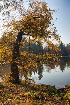 The leafy tree in the morning sunshine and the Pond