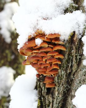 Yellow mushrooms on a tree trunk in the winter forest