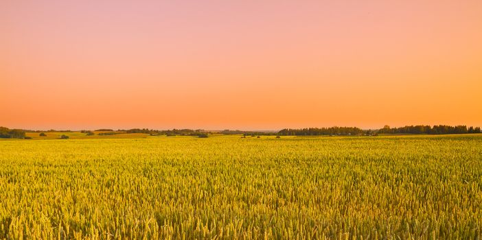 wheat field at sunset