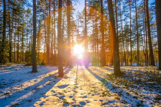 winter forest and the sun