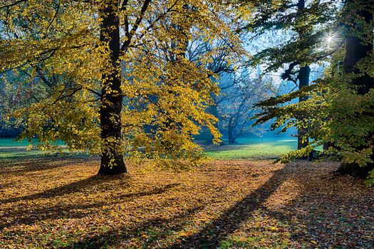 The leafy forest in the morning sunshine