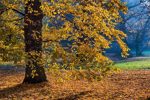 The leafy forest in the morning sunshine