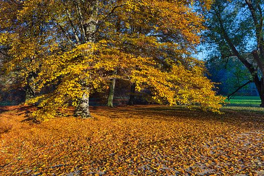 The leafy forest in the morning sunshine