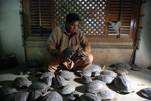 PAKISTAN, Karachi: A Pakistani wildlife official holds recovered black spot turtles in Karachi on November 9, 2015. The wildlife agency rescued some 40 freshwater turtles dumped by unknown traffickers after trying to sell them at a local market.