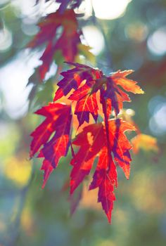 Multicolored autumn leaves hanging from branches