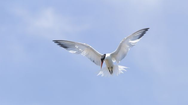 Elegant tern, Thalasseus elegans, flying across a blue sky in search of fish in Huntington Beach, Southern California