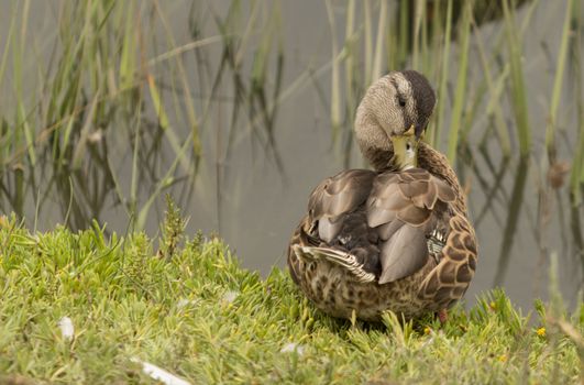 Wild Mallard duck, Anas platyrhynchos, at the edge of a pond
