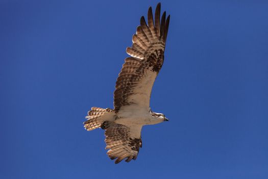 Osprey bird, Pandion haliaetus, flies against a blue sky in spring