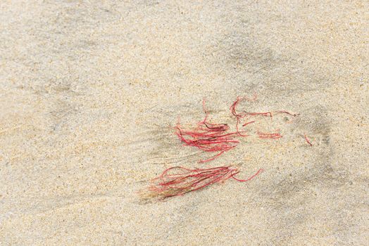 Red seaweed on a sand beach