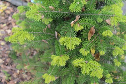 Needles of the Spruce in the city.