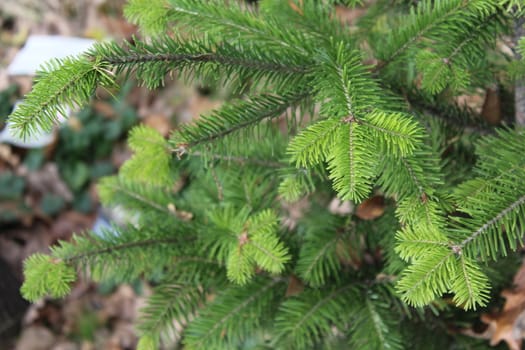 Needles of the Spruce in the city.