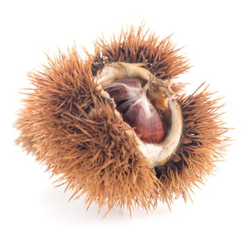 Chestnuts with shell isolated on white background.