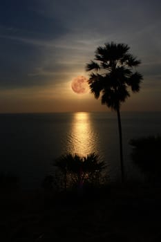Full moon with reflection on sea at night. Silhouette sugar palm.