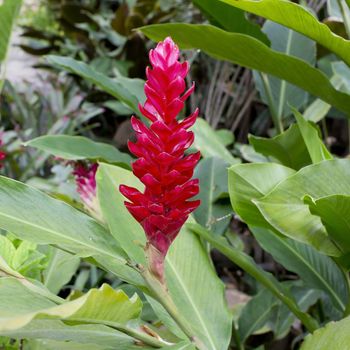 Red Guzmania flower
