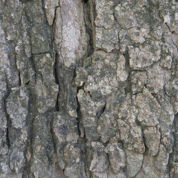 Aged bark in forest use as background or texture vintage style.