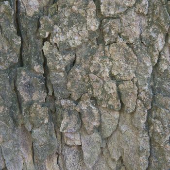 Fungus on aged bark in forest use as background or texture vintage style.