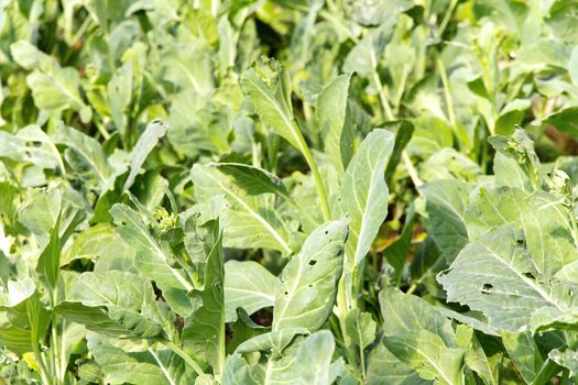 kale vegetable on farm