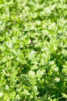 Fresh Cilantro Herb plant in farm.