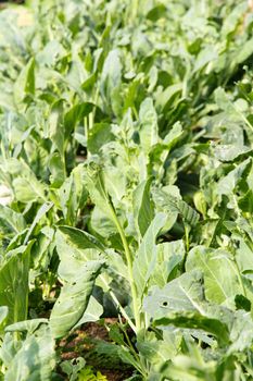 kale vegetable on farm