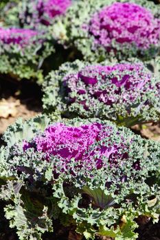 Close up image of Lettuce in Farm