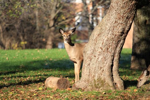 White-tailed deer in early fall morning light