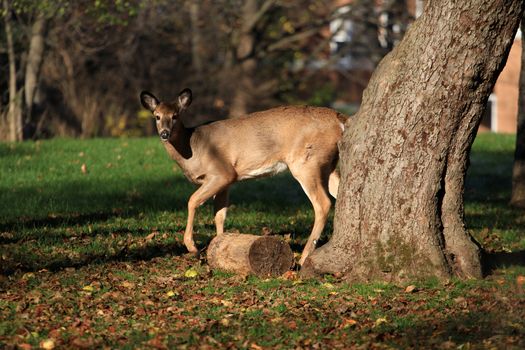 White-tailed deer in early fall morning light