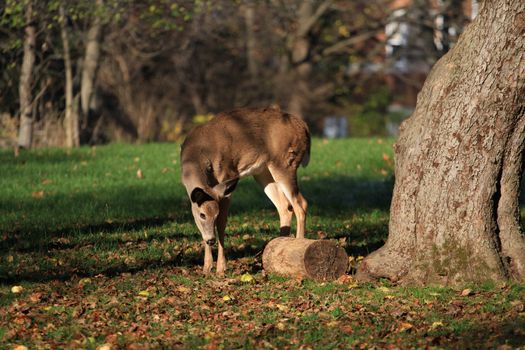 White-tailed deer in early fall morning light