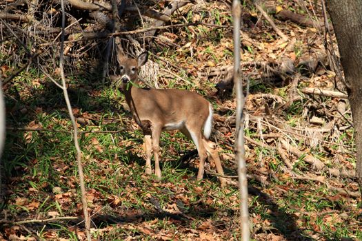 White-tailed deer in early fall morning light