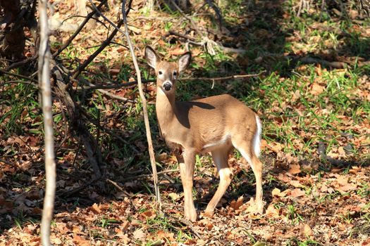 White-tailed deer in early fall morning light