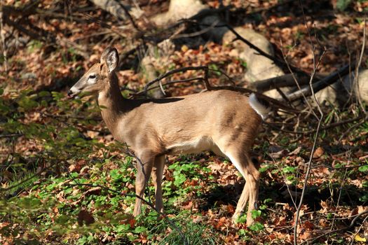 White-tailed deer in early fall morning light