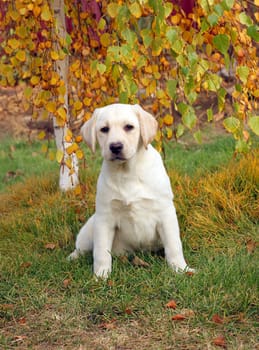 nice yellow labrador puppy playing in green grass in autumn