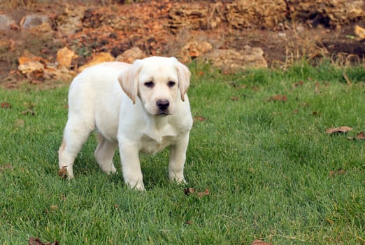 the little nice yellow labrador puppy playing in green grass in autumn