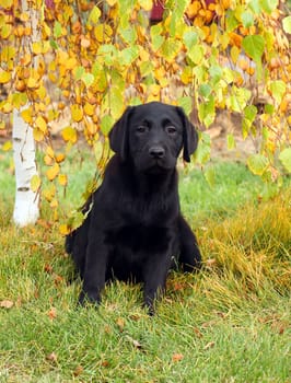 a little nice black labrador puppy playing in green grass in autumn